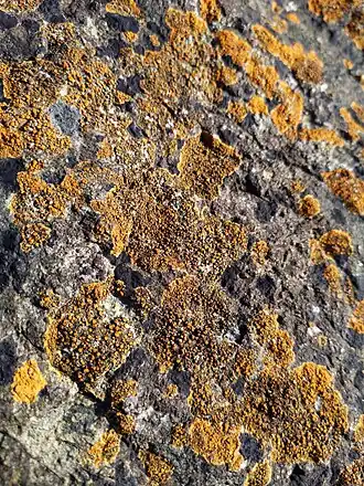 Close-up met gelobde zeecitroenkorst