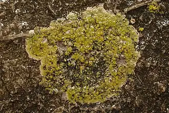 Gewone zeecitroenkorst