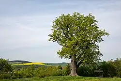 Een oude solitaire zomereik in Duitsland