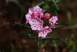 Alle delen van de heester Kalmia polifolia zijn giftig voor mens en dier