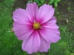 Cosmos bipinnatus