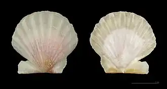 Flexopecten glaber ponticus
