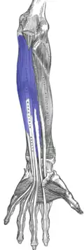 m. flexor digitorum profundus in blauw weergegeven
