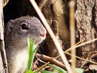 Franklingrondeekhoorn