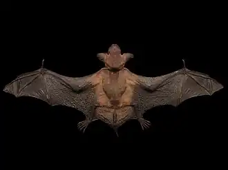 Grote bruine vleermuis