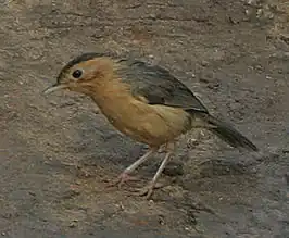 Bruinkapjungletimalia