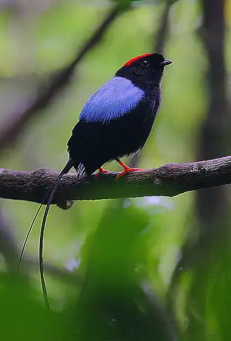 Langstaartmanakin