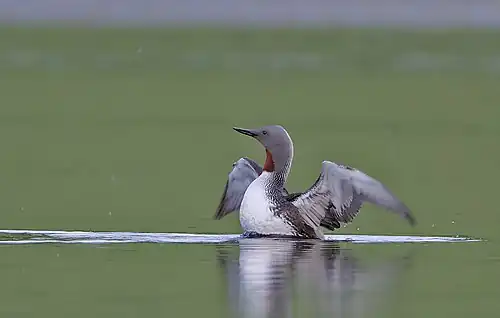 Een roodkeelduiker in zomerkleed in Speyside, Schotland.