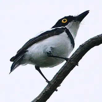 Senegalese vliegenvanger (Batis senegalensis)