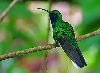 Witstaartsabelvleugel