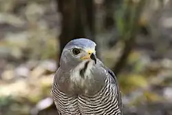 Portret waarop keelstreep goed te zien is.