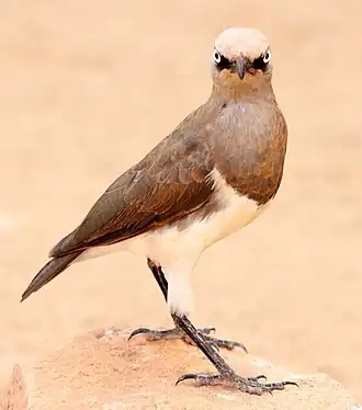 Fischers glansspreeuw