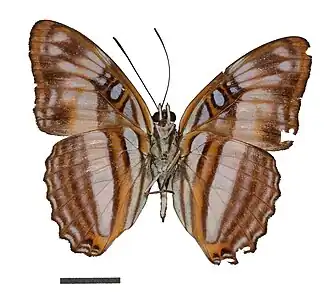 Adelpha attica
