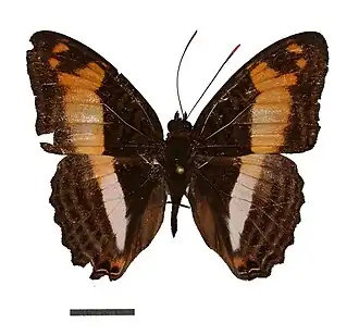 Adelpha attica