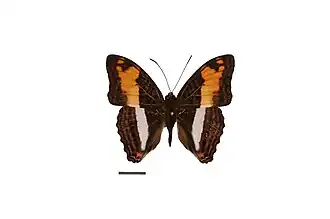 Adelpha capucinus