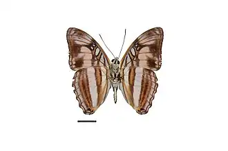 Adelpha melona