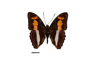 Adelpha melona