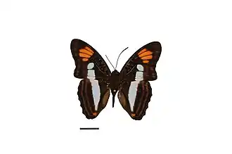 Adelpha paraena