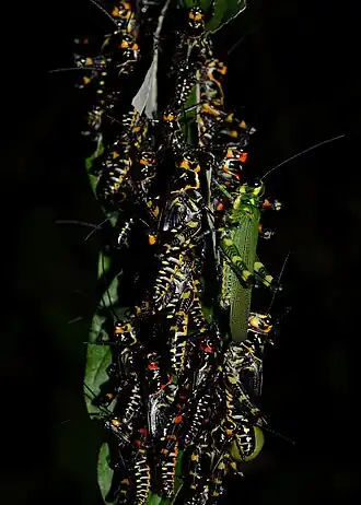 Chromacris psittacus