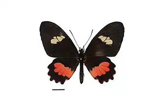 Parides eurimedes