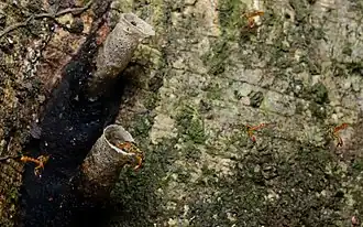 Tetragonisca angustula