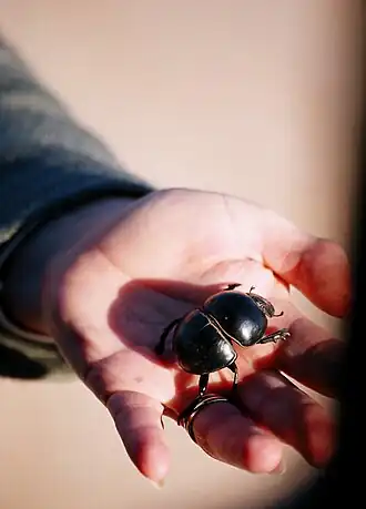 Vlerkloos mestkever: beschermd!