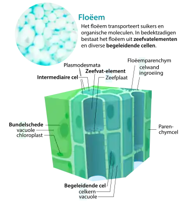 Diagram van floëemcellen. Het floëem bestaat uit verschillende celtypen die efficiënt transport van water en fotosyntheseproducten mogelijk maken.