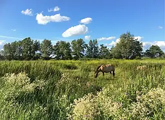Koniks in de Klompenwaard