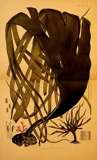 Durvillaea antarctica