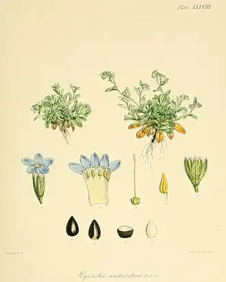 Myosotis antarctica