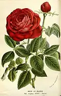 'Madame Joséphine Guyet' (Touvais, 1863)