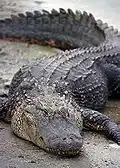 Alligator (Alligatoridae).