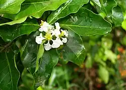 Vorm met witte kroonbladeren