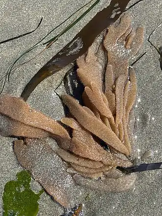 Flustrellidra corniculata