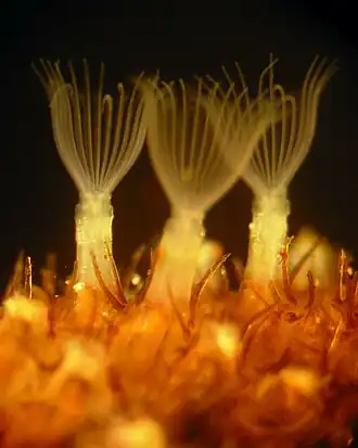 Flustrellidra hispida