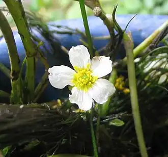 Vlottende waterranonkel