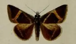 Fodina johnstoni