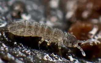 Folsomia quadrioculata