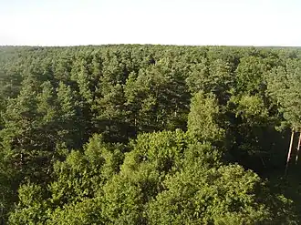 Zicht op het Forêt d'Orléans vanuit de observatietoren Les Caillettes