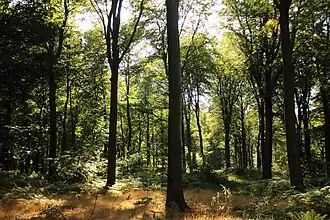Bos van Stambruges, Natuurpark Scheldevlakten