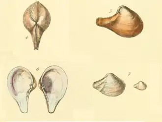 Cuspidaria cuspidata