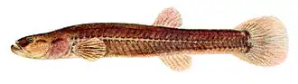 Forbesichthys