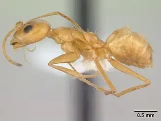 Forelius brasiliensis