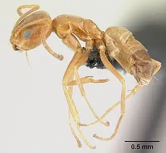 Forelius pruinosus
