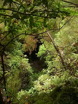 Los Tilos in La Palma