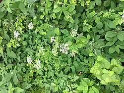 Zevenblad-associatie