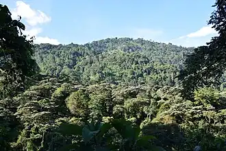 Bergbossen op het Rwenzori-gebergte