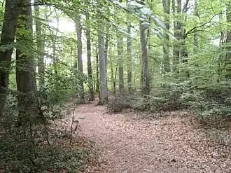 Forêt de Tronçais