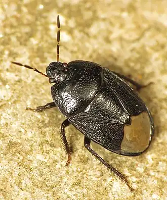 Vergeet-mij-nietgraafwants