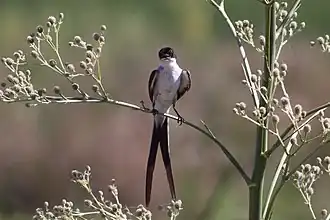 Vorkstaartkoningstiran